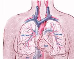 pulmonary emboli